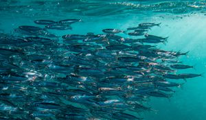 Preview wallpaper fish, ocean, underwater world, swimming