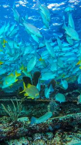 Preview wallpaper fish, ocean, underwater world, swimming, seaweed