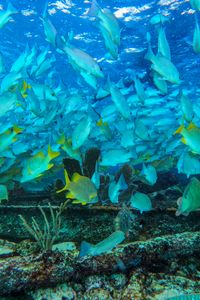 Preview wallpaper fish, ocean, underwater world, swimming, seaweed