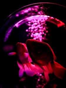 Preview wallpaper fish, pets, backlight, purple, dark