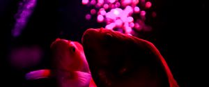 Preview wallpaper fish, pets, backlight, purple, dark