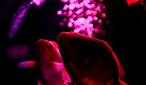Preview wallpaper fish, pets, backlight, purple, dark
