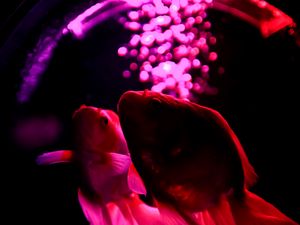 Preview wallpaper fish, pets, backlight, purple, dark