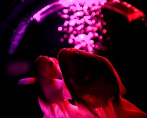 Preview wallpaper fish, pets, backlight, purple, dark