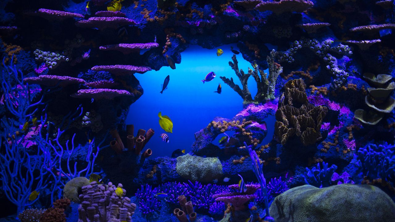Wallpaper fish, plants, underwater, nature, blue