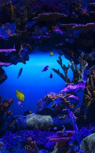 Preview wallpaper fish, plants, underwater, nature, blue