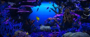 Preview wallpaper fish, plants, underwater, nature, blue