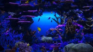 Preview wallpaper fish, plants, underwater, nature, blue