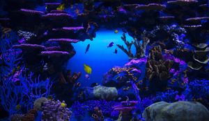 Preview wallpaper fish, plants, underwater, nature, blue