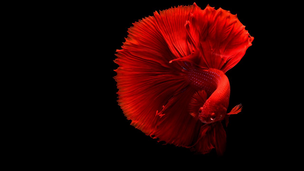 Wallpaper fish, red, tail