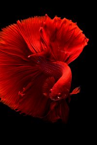 Preview wallpaper fish, red, tail
