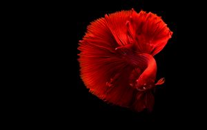 Preview wallpaper fish, red, tail