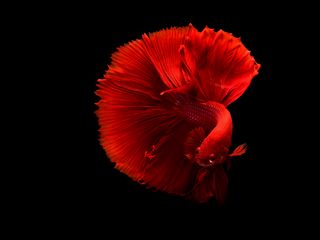 320x240 Wallpaper fish, red, tail