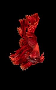 Preview wallpaper fish, red, underwater world, aquarium