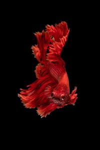 Preview wallpaper fish, red, underwater world, aquarium