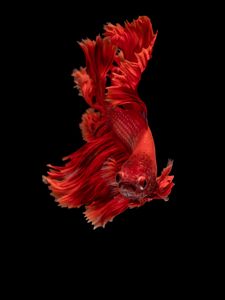 Preview wallpaper fish, red, underwater world, aquarium