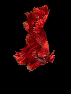 Download wallpaper 240x320 fish, red, underwater world, aquarium old mobile,  cell phone, smartphone hd background
