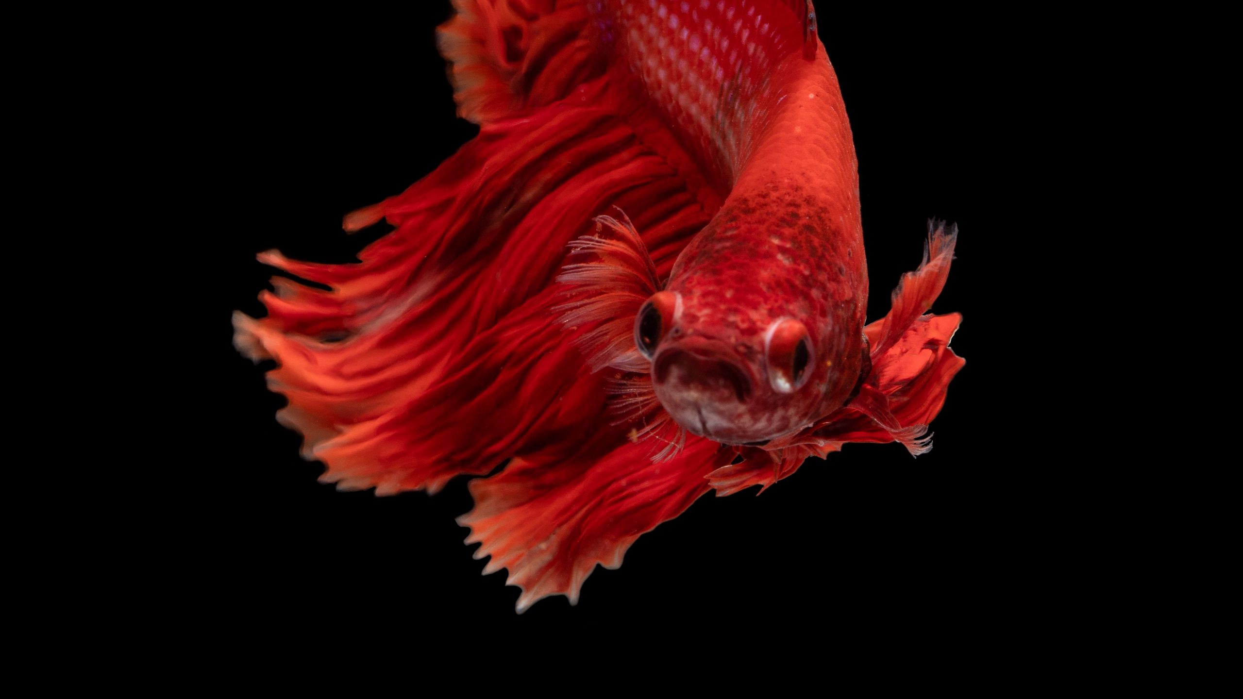 Download wallpaper 2560x1440 fish, red, underwater world, aquarium  widescreen 16:9 hd background