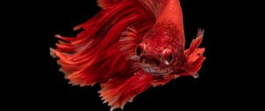 Preview wallpaper fish, red, underwater world, aquarium
