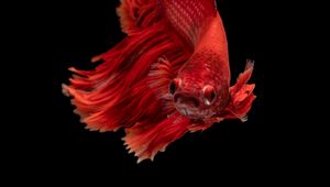 Preview wallpaper fish, red, underwater world, aquarium