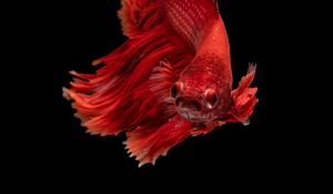 Preview wallpaper fish, red, underwater world, aquarium