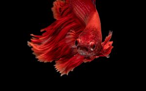 Preview wallpaper fish, red, underwater world, aquarium