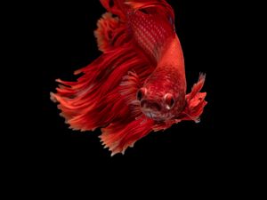 Preview wallpaper fish, red, underwater world, aquarium