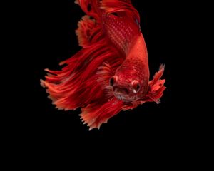 Preview wallpaper fish, red, underwater world, aquarium