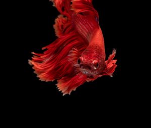 Preview wallpaper fish, red, underwater world, aquarium