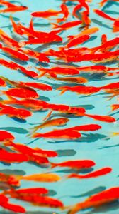 Preview wallpaper fish, red, water, swim
