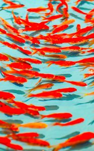 Preview wallpaper fish, red, water, swim