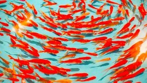 Preview wallpaper fish, red, water, swim