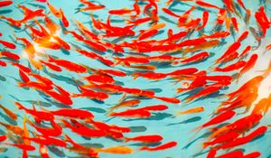 Preview wallpaper fish, red, water, swim