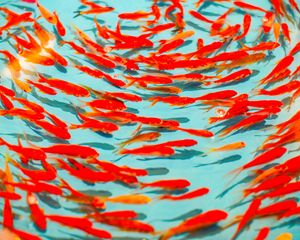 Preview wallpaper fish, red, water, swim
