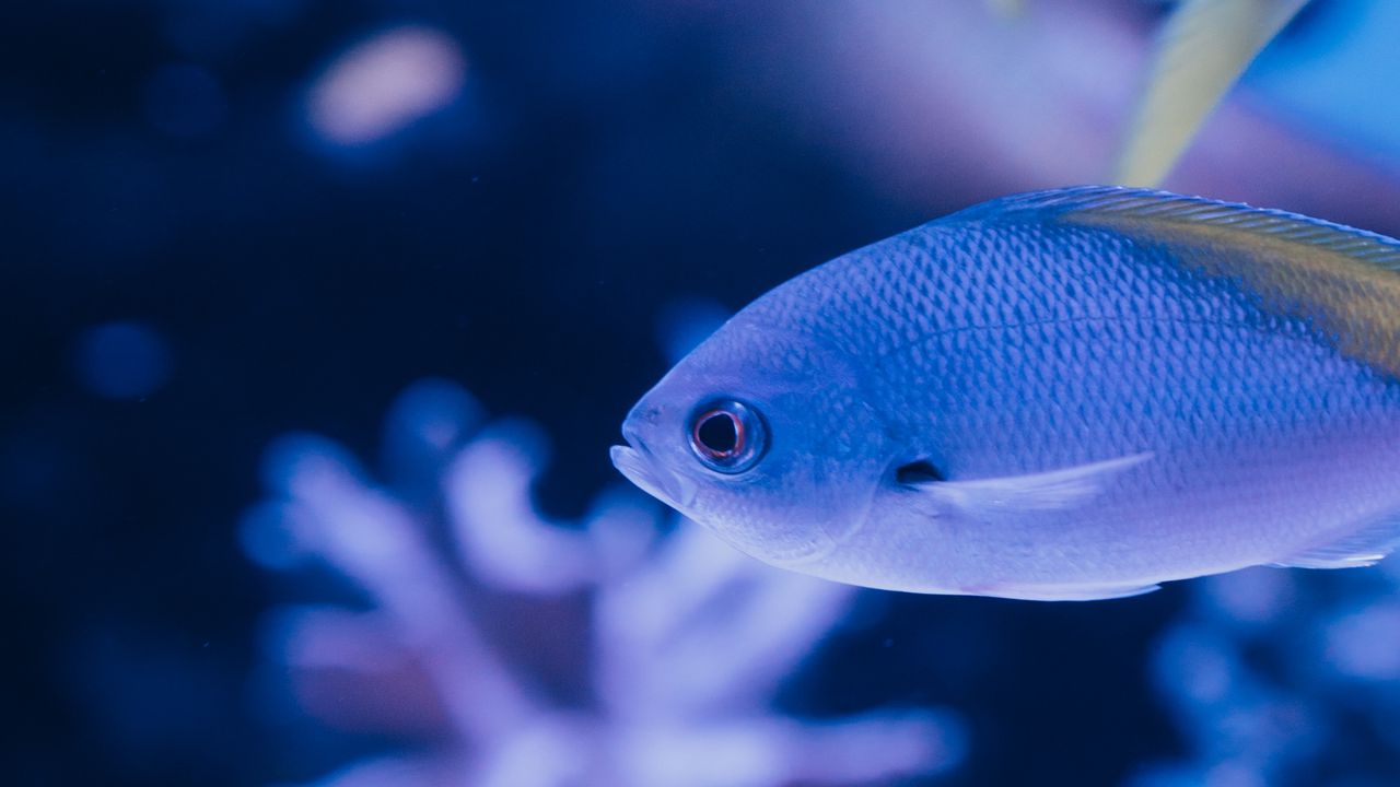 Wallpaper fish, scales, tail, underwater world