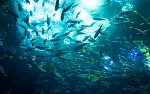 Preview wallpaper fish, sea, ocean, underwater world, bubbles