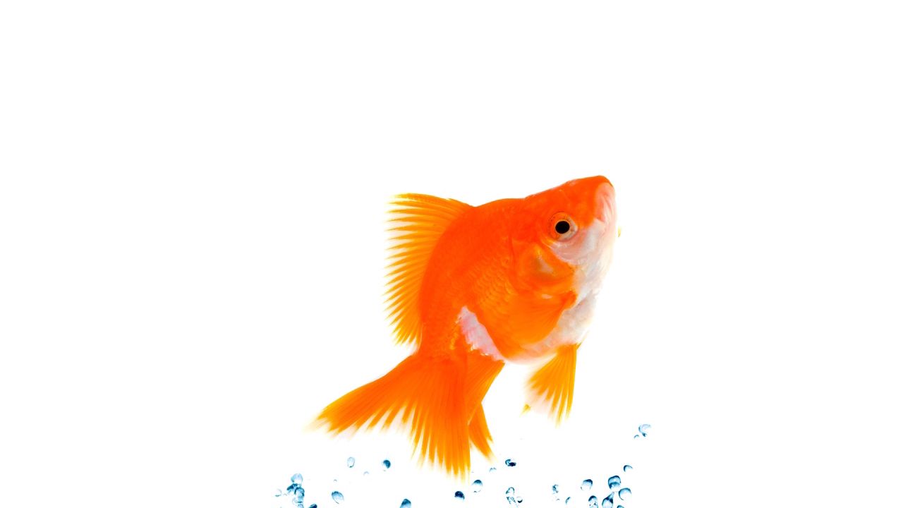 Wallpaper fish, splash, jump