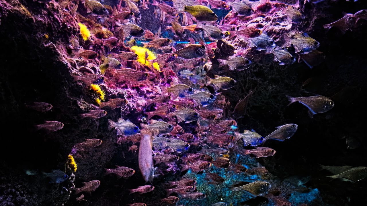 Wallpaper fish, stones, corals, underwater world