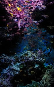 Preview wallpaper fish, stones, corals, underwater world