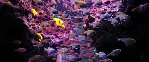 Preview wallpaper fish, stones, corals, underwater world
