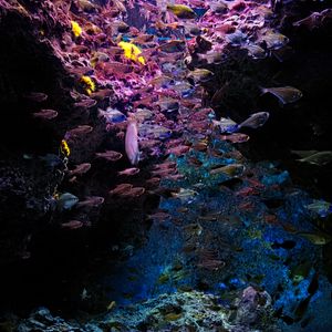 Preview wallpaper fish, stones, corals, underwater world