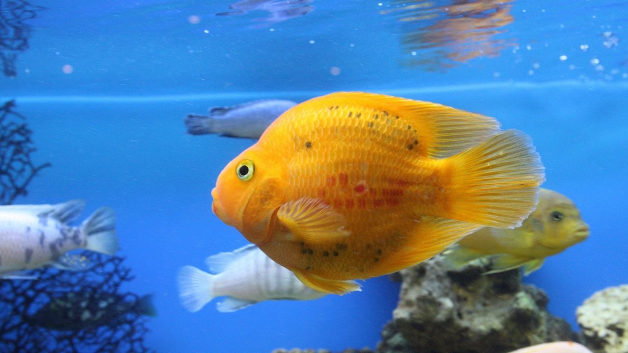 Wallpaper fish, swim, beautiful