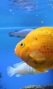 Preview wallpaper fish, swim, beautiful