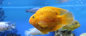 Preview wallpaper fish, swim, beautiful