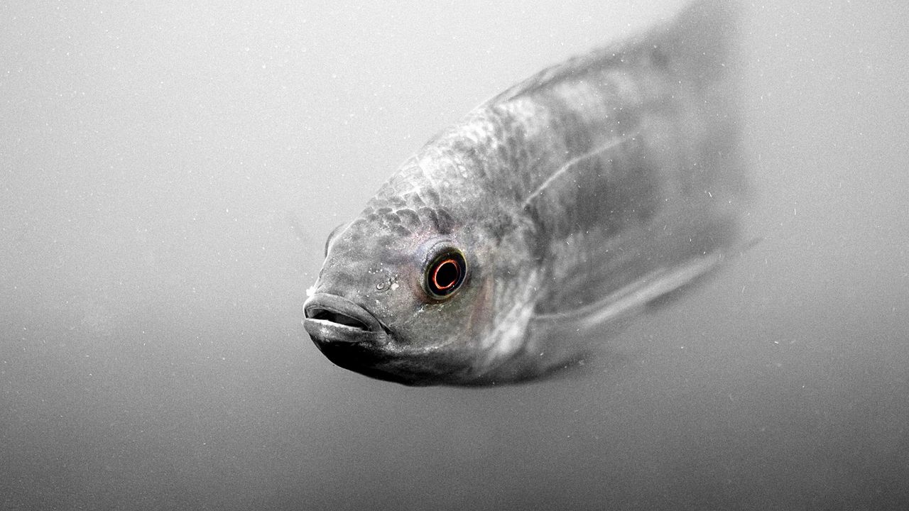 Wallpaper fish, swim, scales