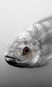 Preview wallpaper fish, swim, scales