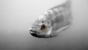 Preview wallpaper fish, swim, scales