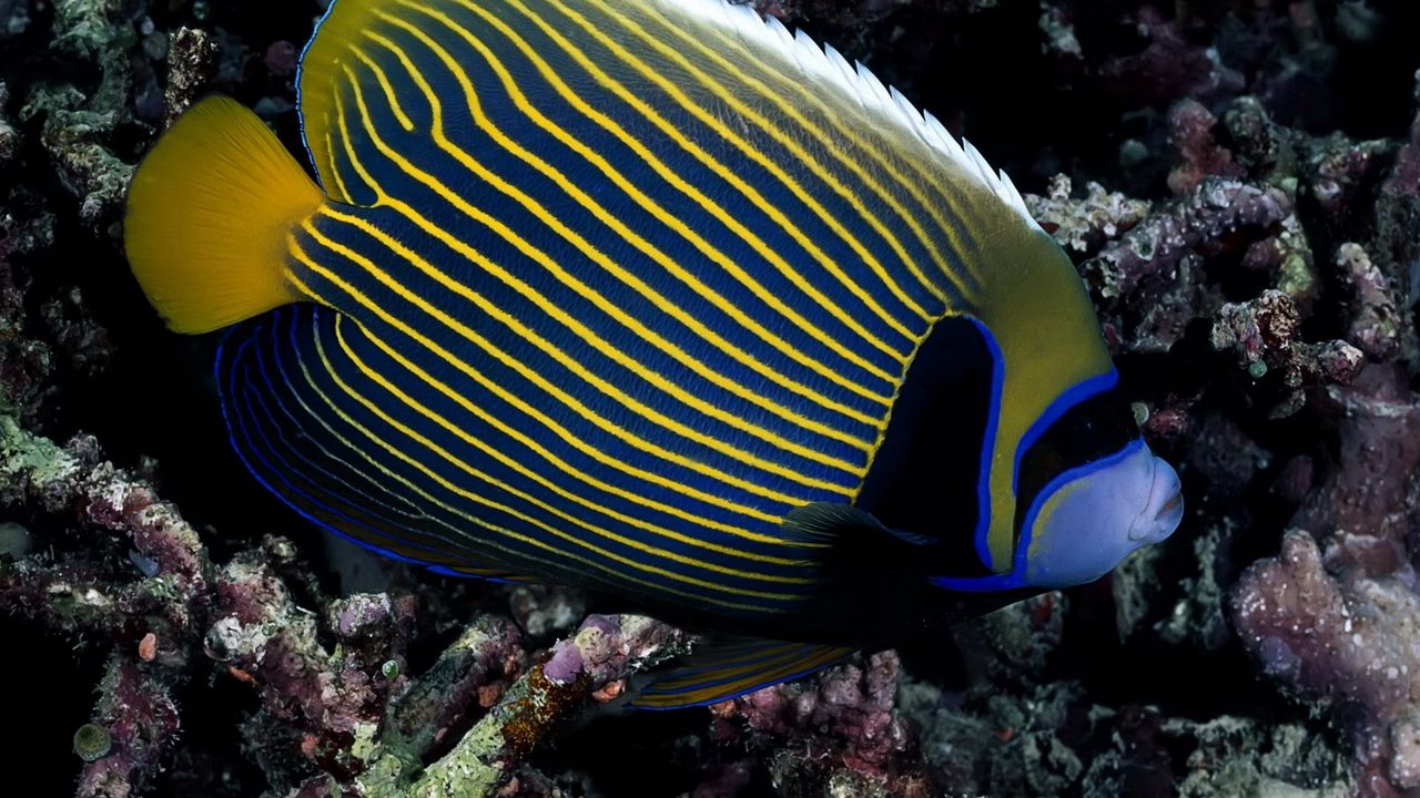 Wallpaper fish, swim, striped