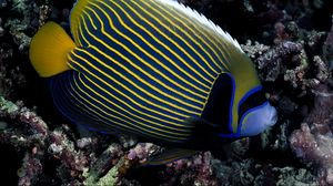Preview wallpaper fish, swim, striped