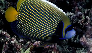 Preview wallpaper fish, swim, striped